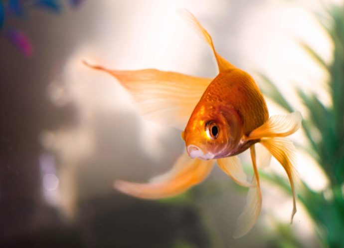goldfish in fishtank