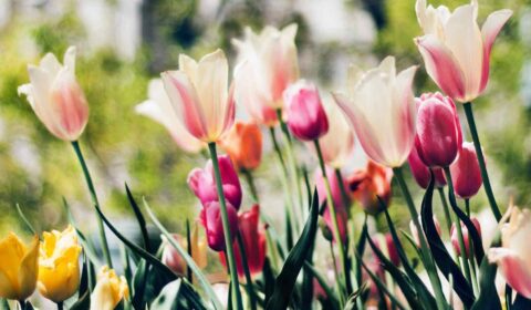 spring tulips