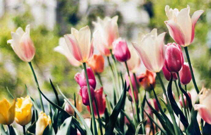 spring tulips