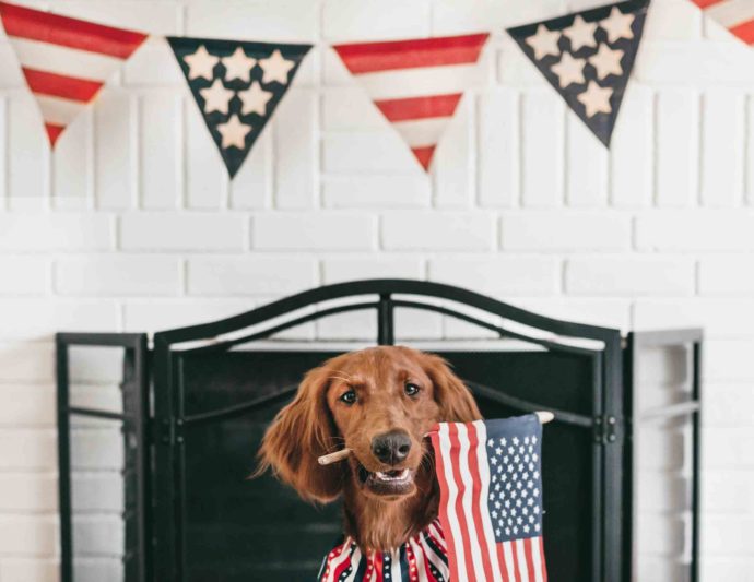 Dog with an American flag for July 4th