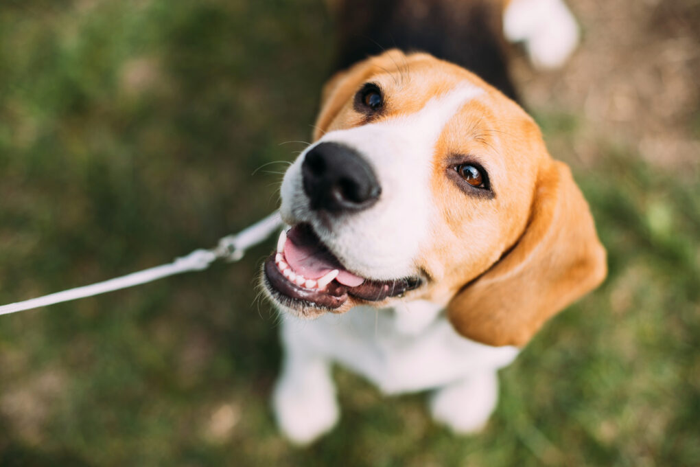 Dog smiling on a walk